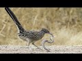 Predator vs Prey: Rattlesnake and Roadrunner Bird Face Off