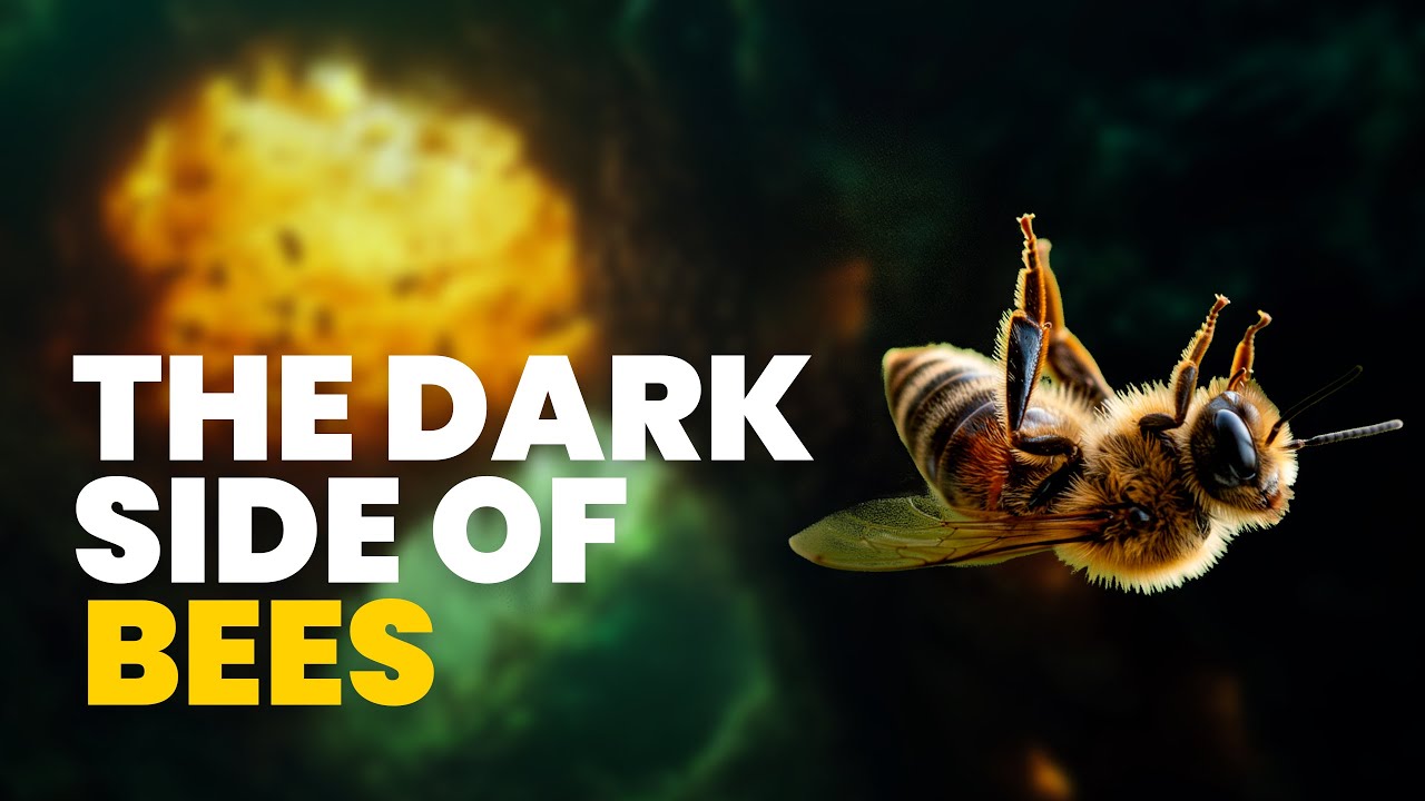 BEES: The fall of the Queen