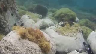 The Galite Islands Under Water