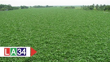 Nạn lục bình: Sông "ngạt thở", dân khốn đốn | LATV