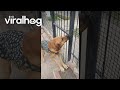 Clever Dog Opens Gate ViralHog Clever Dog Opens Gate ViralHog
