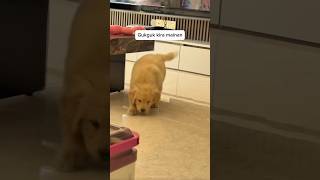 Download Lagu GUKGUK THOUGHT THERE WAS A TOY :) #shorts #funny #cutedog #fyp MP3