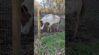 you gotta keep'em separated. Buttons just healed from hoof abscess. Jasper too rough.