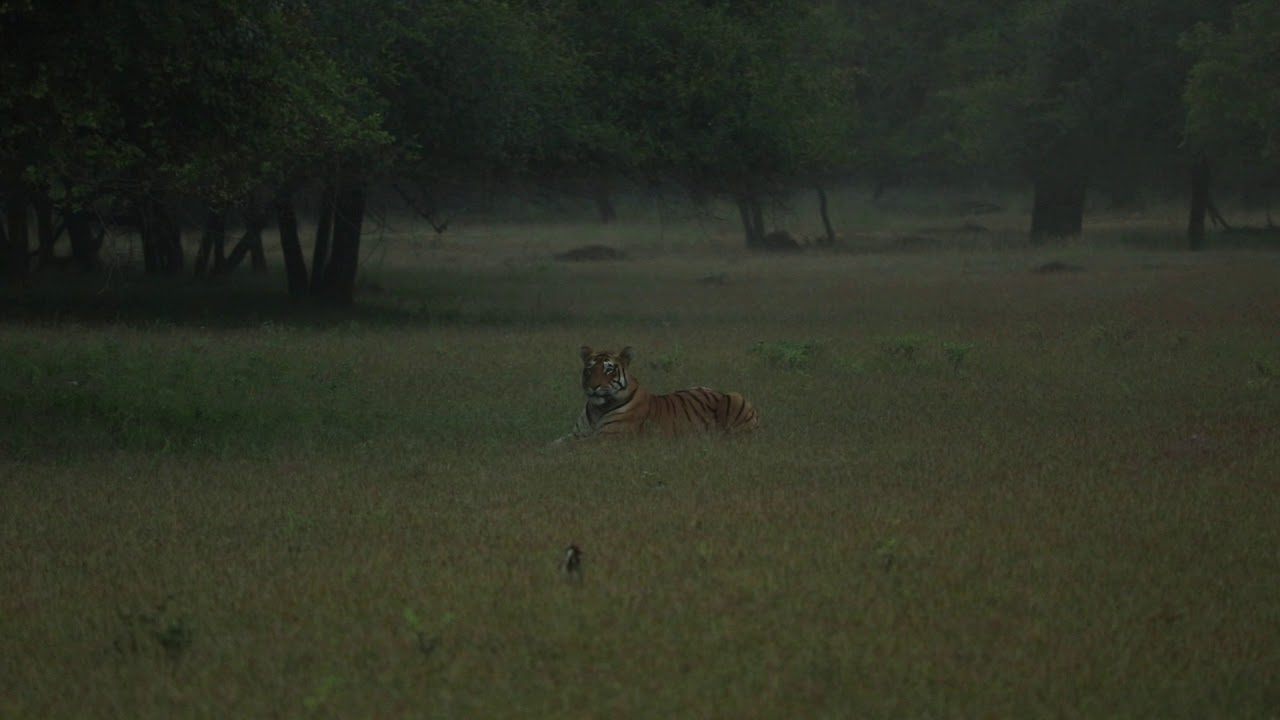 Tadoba. Choti Tara's Cub on Spotted Deer