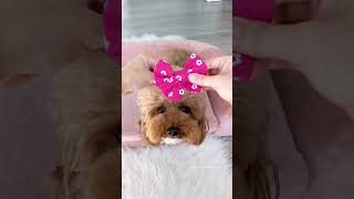My dog puts on some adorable pink bows! #dog #shorts