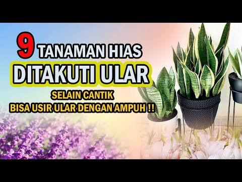 Video: Tumbuhan Yang Menghalau Ular – Menjauhkan Ular Dari Taman Secara Semulajadi