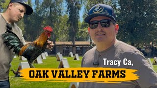 Visitando al cómpa Güero ( Oak Valley Game Farm ) 🔥🐓