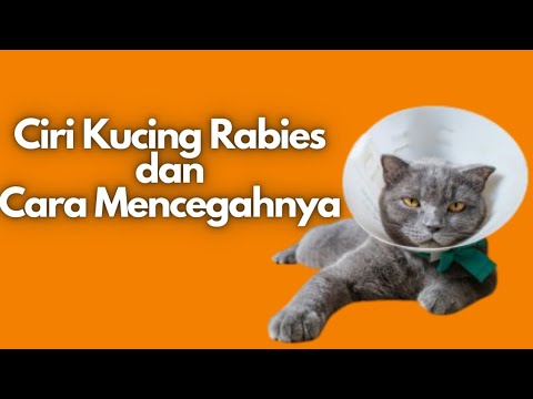 Ciri Kucing Rabies!! dan Cara Mencegahnya? - YouTube