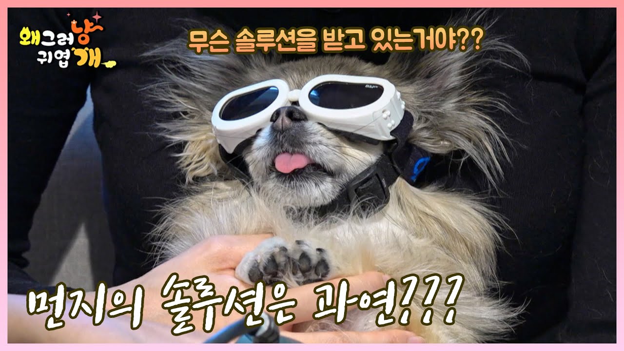 먼지의 솔루션은 과연 무엇일까? 무엇이기에,,, 이리도 귀여운 고글을...