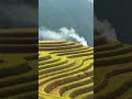 Trăm người để thương sao lại vấn vương 1 người để nhớ, vạn người để nhớ sao lại thương nhớ vợ người