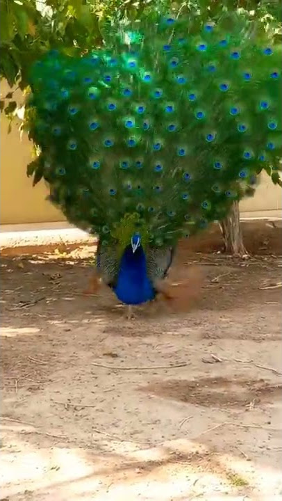 aksi burung merak mau mekar mashya Allah cantik sekali #shorts