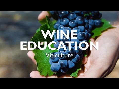 WINE EDUCATION | Viticulture