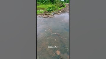 Indian Rock Python Swim into the water stream || About Nature #naturelove #indianrockpython #viral