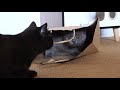 Paper bag fight between the furball siblings - kitten Pao & cute cat Pusha!