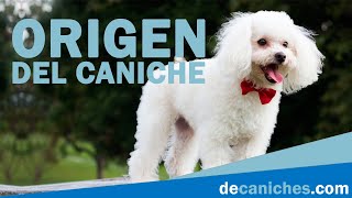 Origen del Caniche [Curiosidades]  De caniches