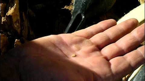 Metal Detecting with the Minelab GPX5000 using the Fine Gold Timing, Part 2