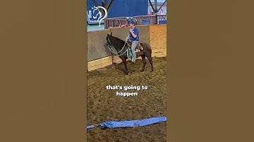 Speed Transitions On Your Gaited Horse! Part 13! | The Horse Guru-Michael Gascon