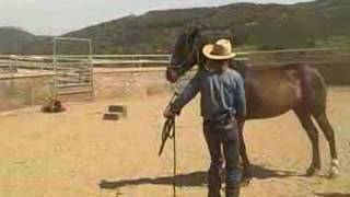 Pepper The Aggressive Horse Part One