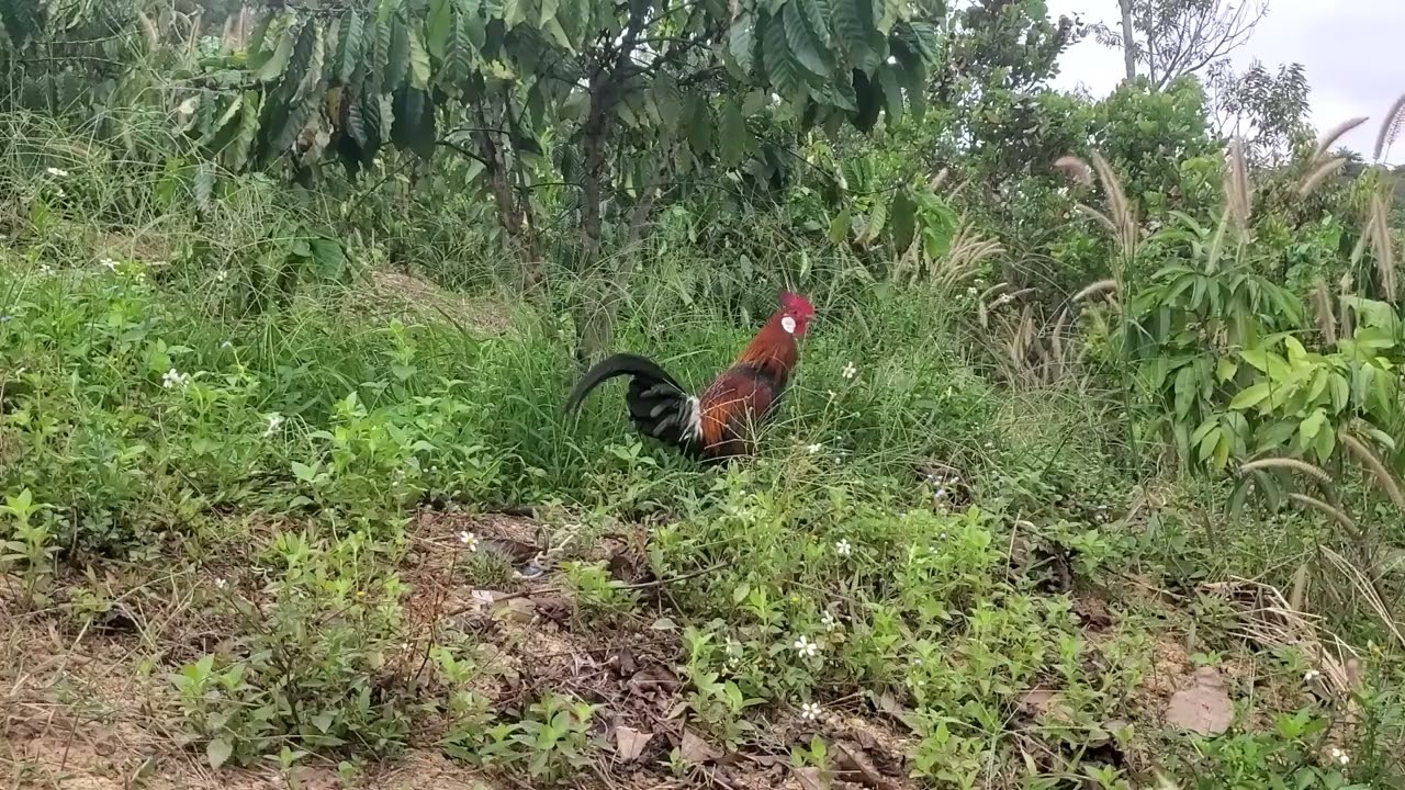 The bait for trapping wild chickens is really great.  03/03/2026