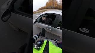 Остановили кота 🤣