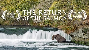 The Return Of The Salmon: A Journey To The Heart of Alaska