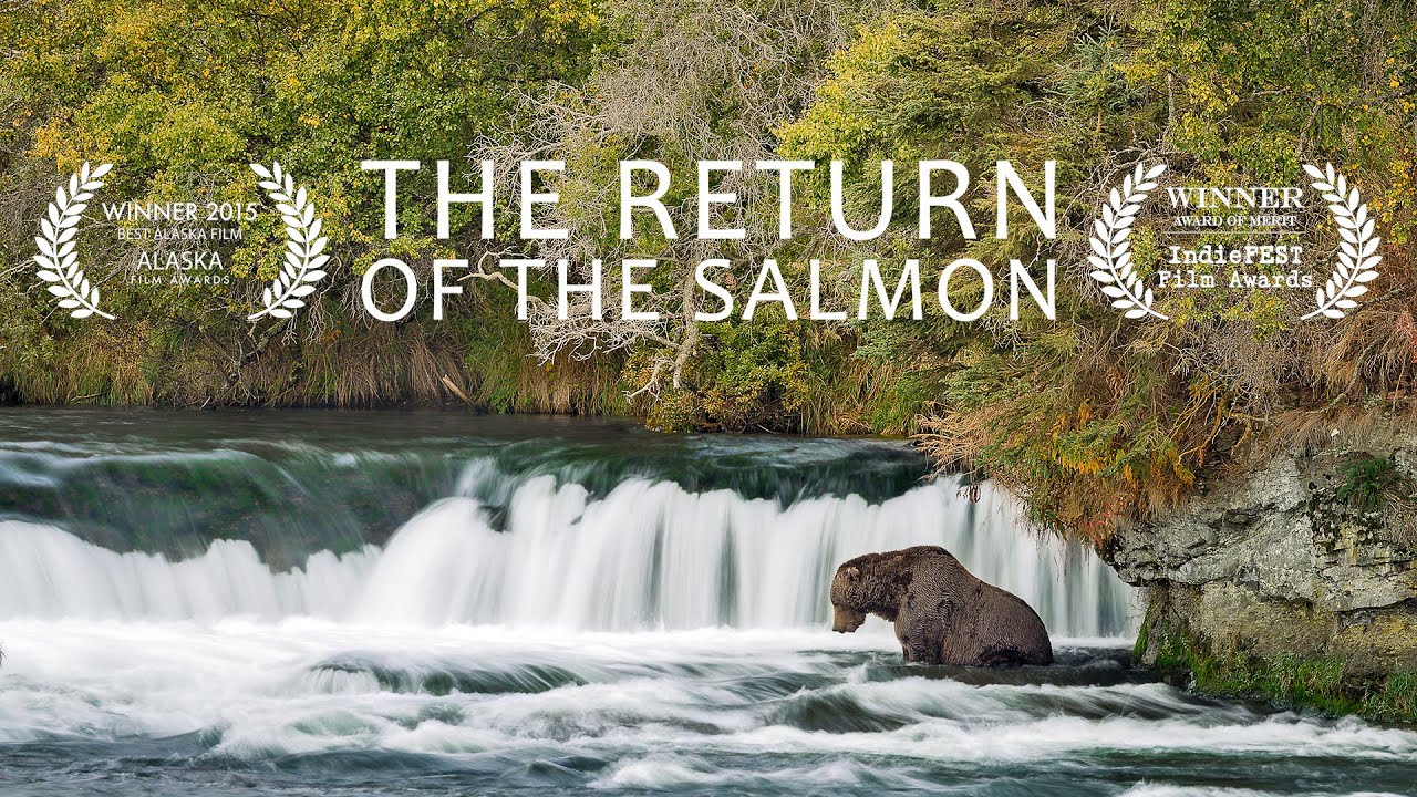 journey of salmon