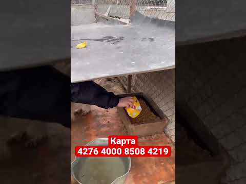 Нахватает корма для МАЛЫШЕЙ