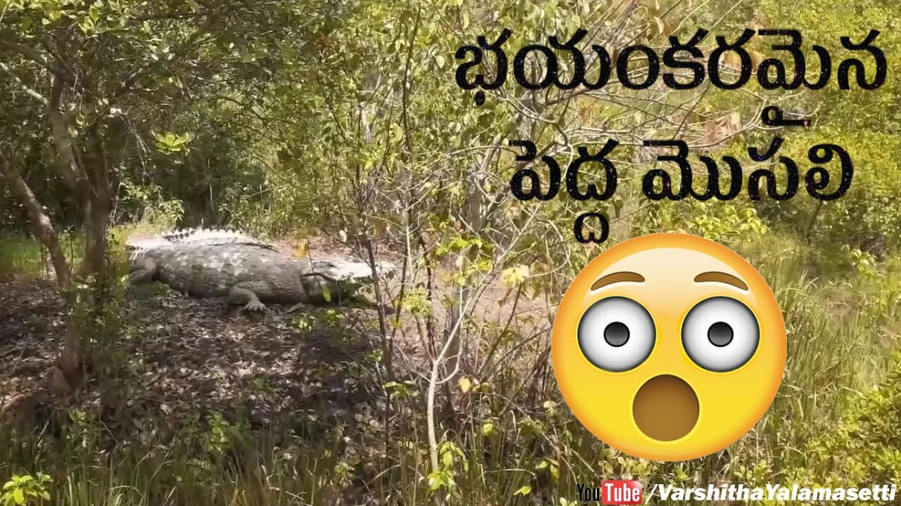 coringa-wildlife-sanctuary-tourist-spot-in-kakinada-varshitha