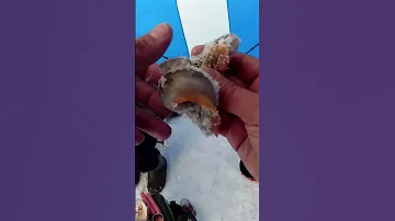 Рыба Бельдюга похожая на змею