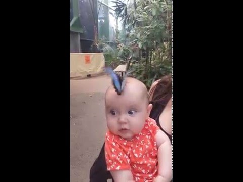 Butterfly jungle blue butterfly lands on baby