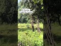 Plot For Sale in Khopoli || Call 90 2900 9291 or 87 8803 5368 #buyplots #plotsale #agricultureland