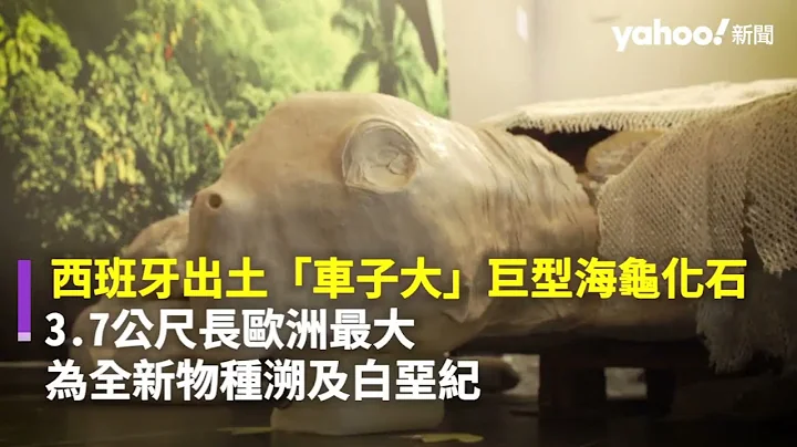 西班牙出土「車子大」巨型海龜化石 3.7公尺長歐洲最大 為全新物種溯及白堊紀｜Yahoo Hong Kong - 天天要聞