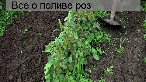 Все о поливе роз