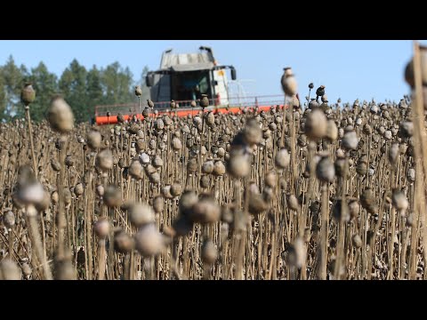 Video: Výsadba máku: Jak pěstovat mák