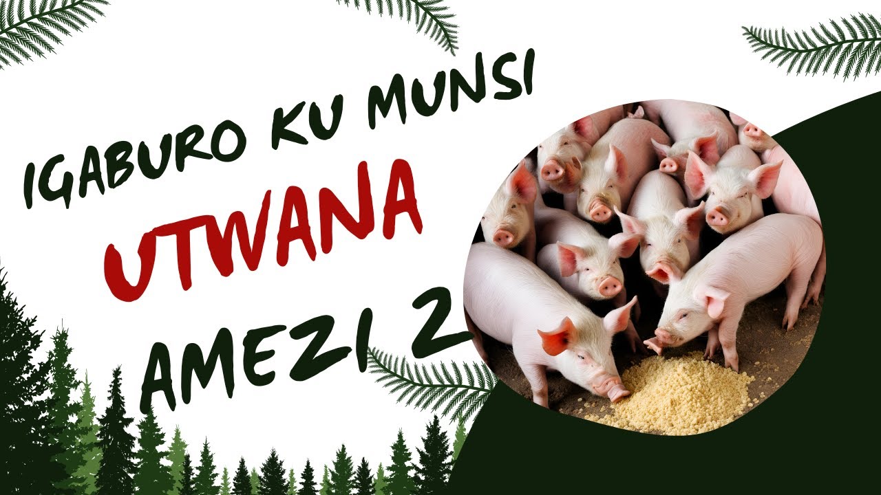 INGANO Y´ IBIRYO BY´ INGURUBE  KUMUNSI :  UTWANA  KUVA KU BYUMWERU 3 KUGEZA   KU 8