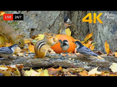 🔴 24/7 LIVE: Cat TV for Cats to Watch 😺 Cute Birds Squirrels with A Pumpkin 🐦 Cat Games HDR