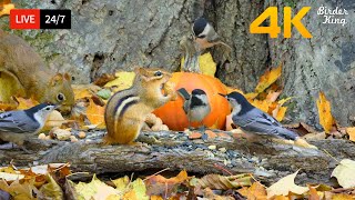 247 Live Cat Tv For Cats To Watch Cute Birds Squirrels With A Pumpkin Cat Games Hdr