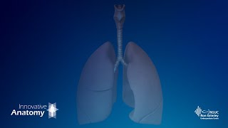 Respiratory System - Innovative Anatomy