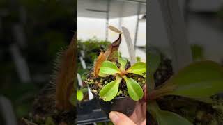 Nepenthes Robcantleyi X Hamata Be3958 Fangblatt Auergewhnlich Kannenpflanzen nepenthes plants