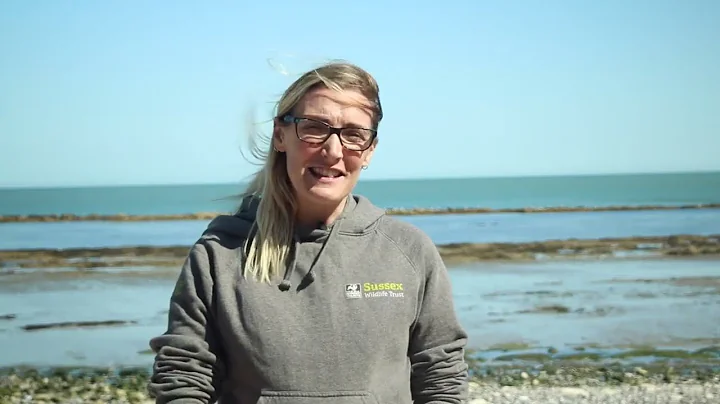Sussex Kelp Recording Scheme   get involved!
