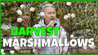 How to Grow Marshmallows