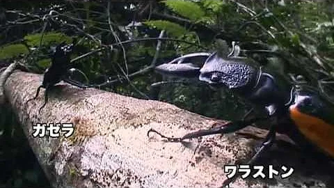 マレー半島の森甲虫