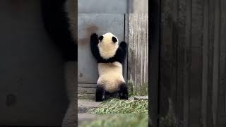 Adorable Pandas Master the Art of Opening Doors 🐼🚪 #panda #cute #smart #viral #fyp #compilation