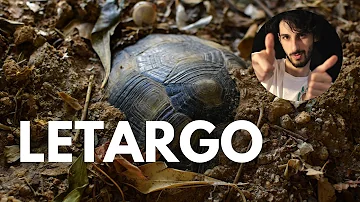 Cosa fare quando la tartaruga va in letargo?