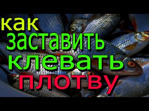 КАК ЗАСТАВИТЬ КЛЕВАТЬ ПЛОТВУ НА ЗИМНЕЙ РЫБАЛКЕ 2020-2021 ПРИ ПЕРЕПАДАХ ТЕМПЕРАТУР!