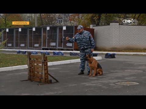 Ставропольские полицейские кинологи пытались «обнаружить» будущих коллег