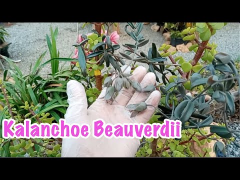 Video: >> Kalanchoe - Sifat Berguna Dan Penjagaan Kalanchoe. Aplikasi Resipi Kalanchoe