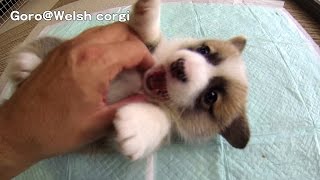 20141025 Part 4 cute puppy eats finger / コーギー子犬 指をハムハムあまがみ welsh corgi pembroke
