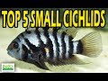 Small Cichlids! TOP 5 SMALL CICHLIDS Aquarium Fish