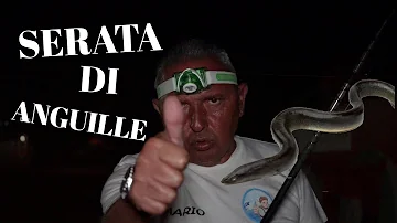 Come pescare le anguille in mare?